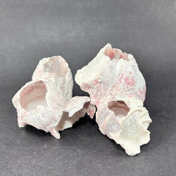 Acorn Barnacle Coral Reef Pink Purple Nautical Salt Water Coastal Aquarium Decor - Picture 5 of 9